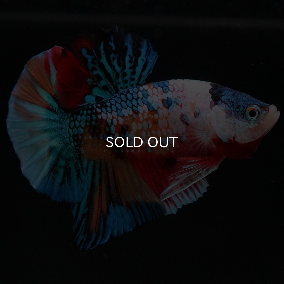 画像8: HMPK キャンディギャラクシー (8)