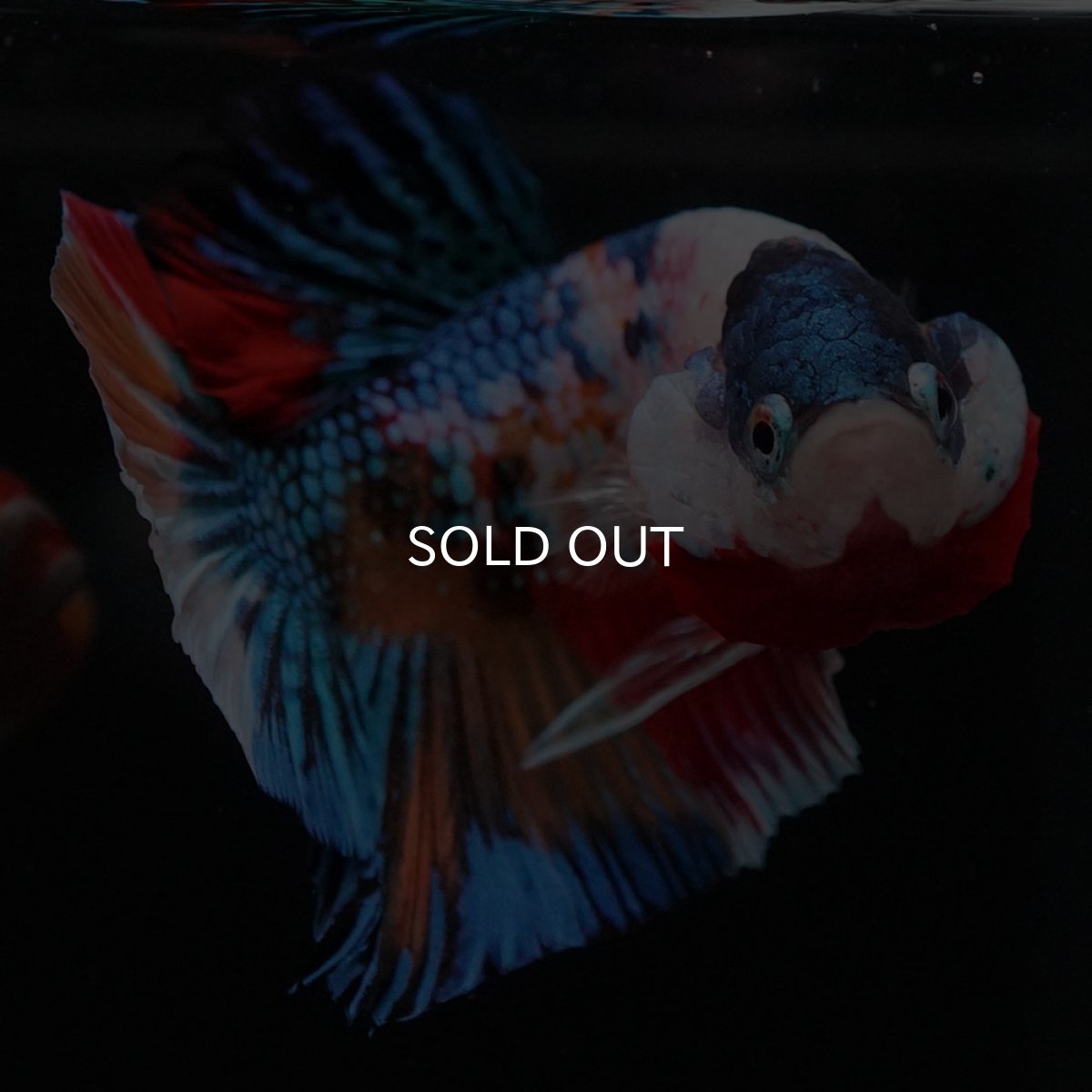 画像7: HMPK キャンディギャラクシー (7)