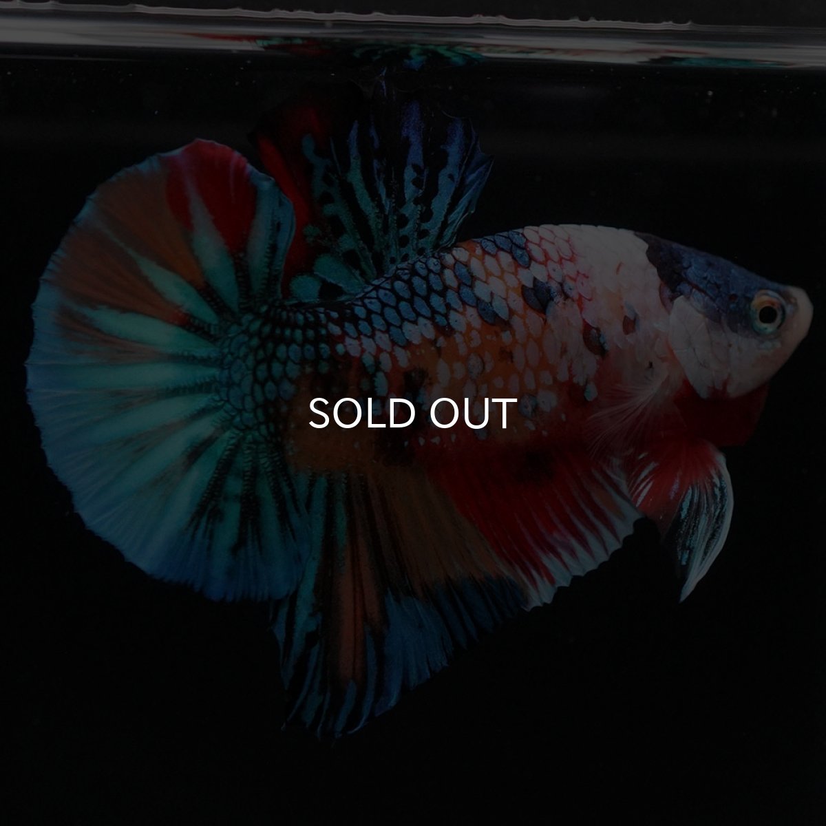 画像6: HMPK キャンディギャラクシー (6)