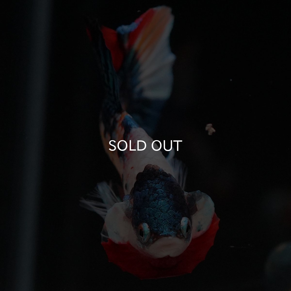 画像3: HMPK キャンディギャラクシー (3)