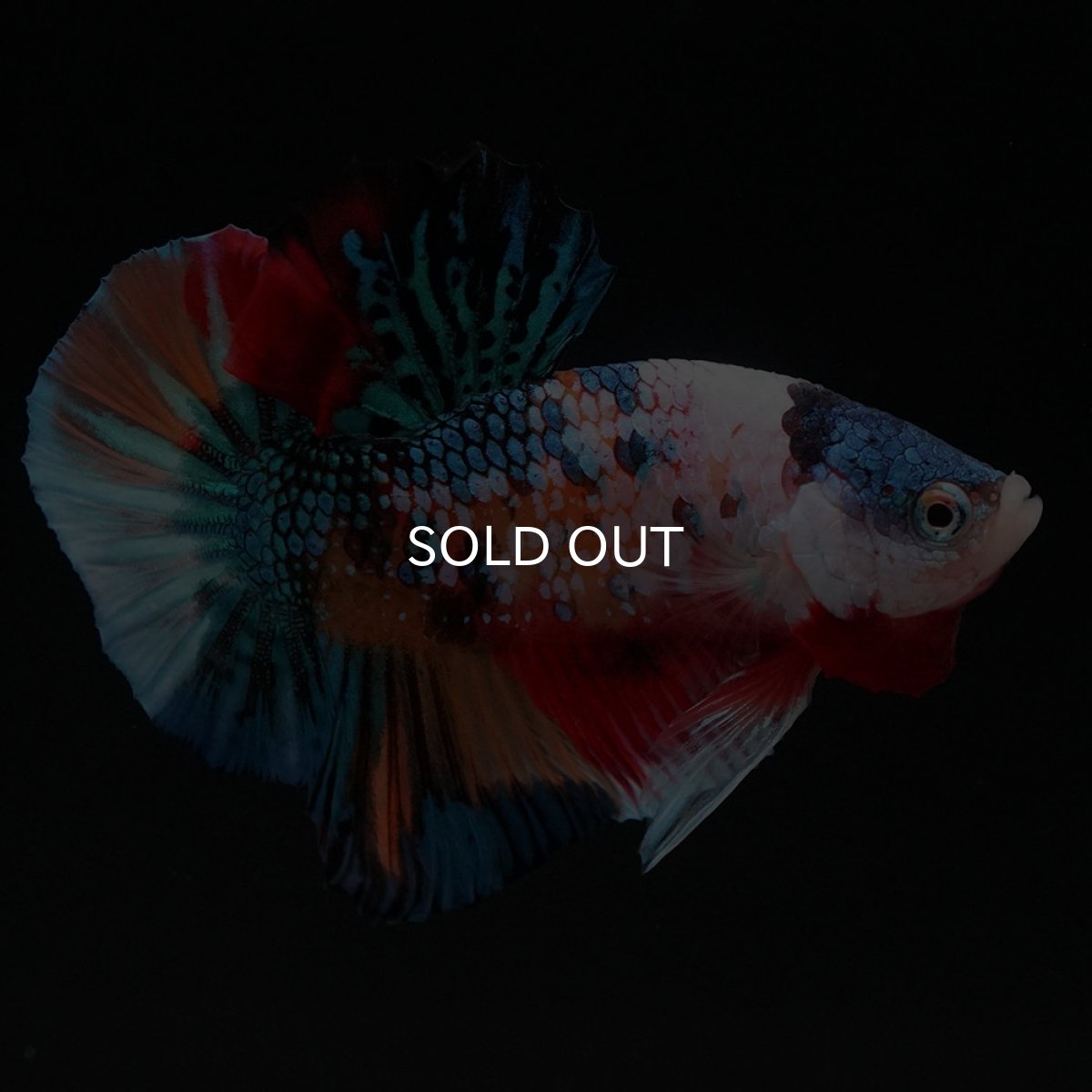 画像4: HMPK キャンディギャラクシー (4)