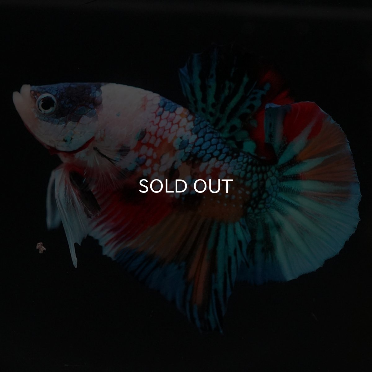 画像2: HMPK キャンディギャラクシー (2)