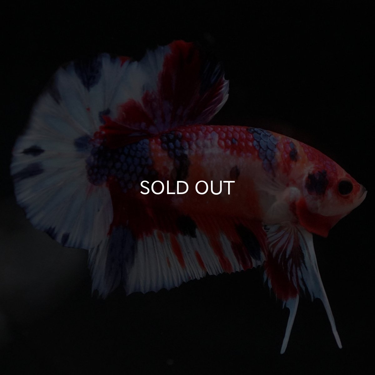 画像3: HMPK キャンディ (3)