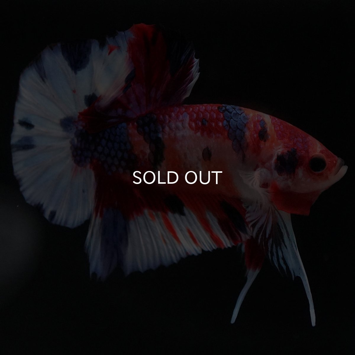 画像2: HMPK キャンディ (2)