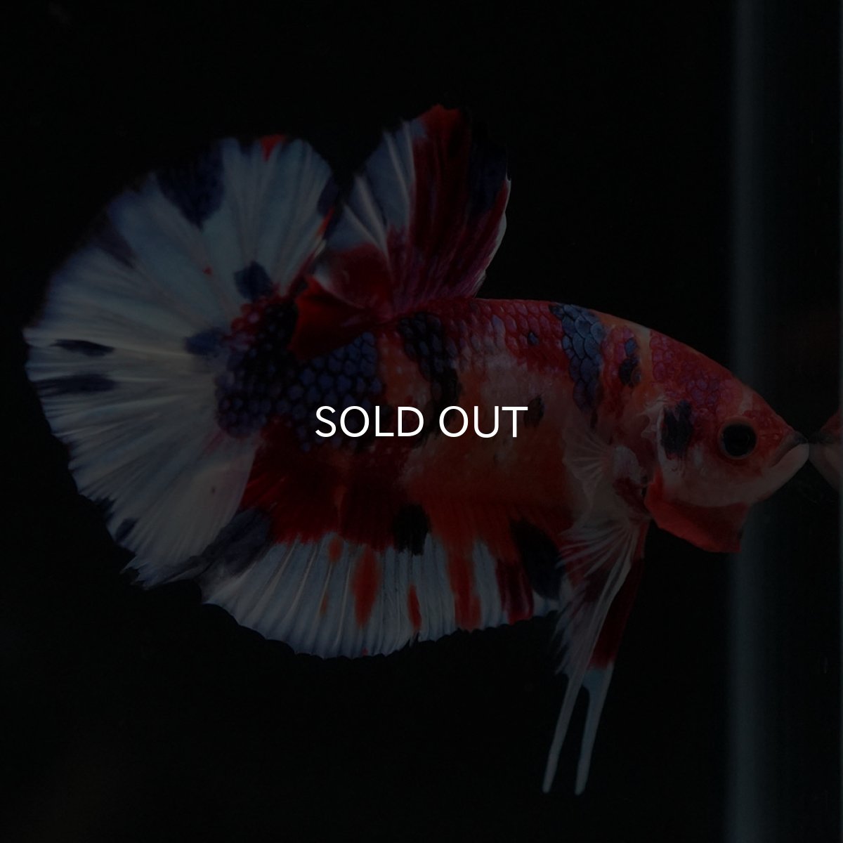 画像6: HMPK キャンディ (6)