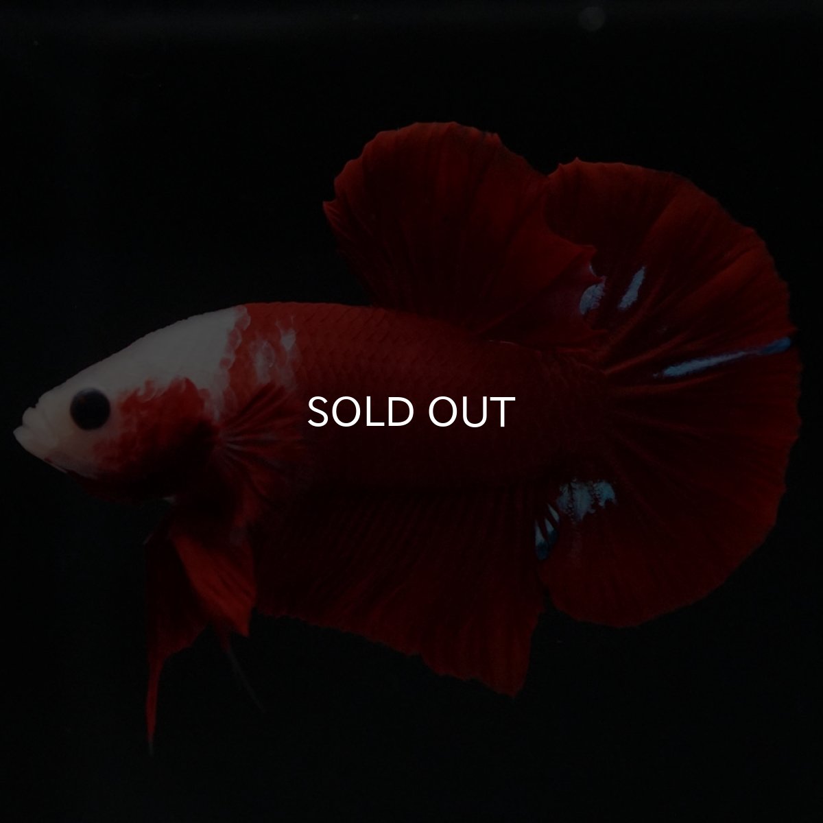 画像2: HMPK 紅白 (2)