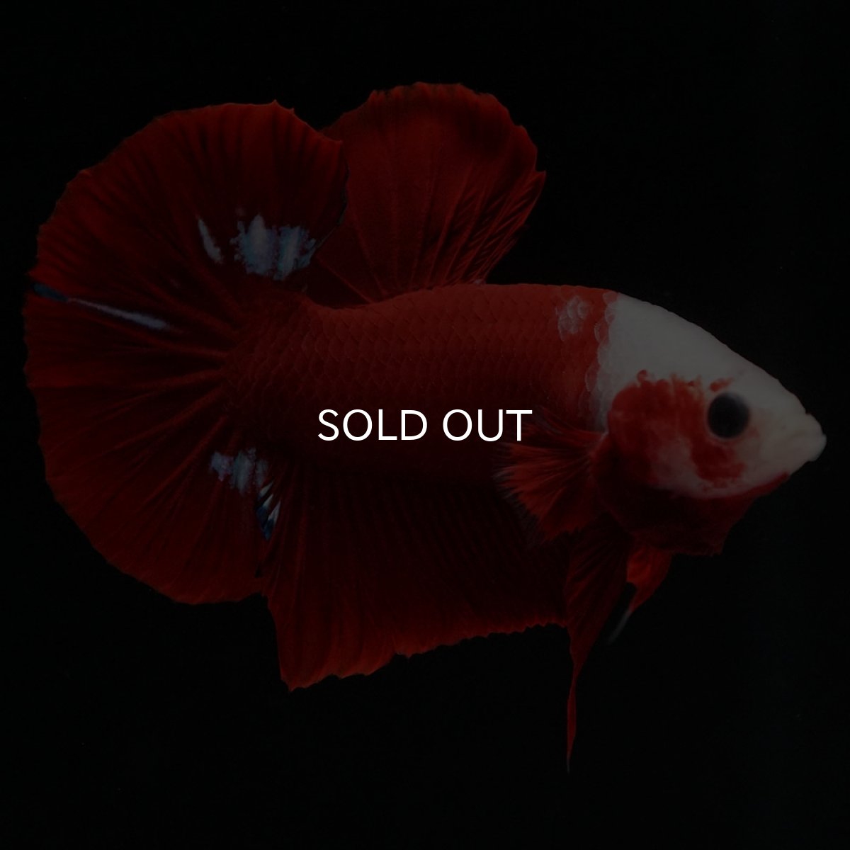 画像5: HMPK 紅白 (5)