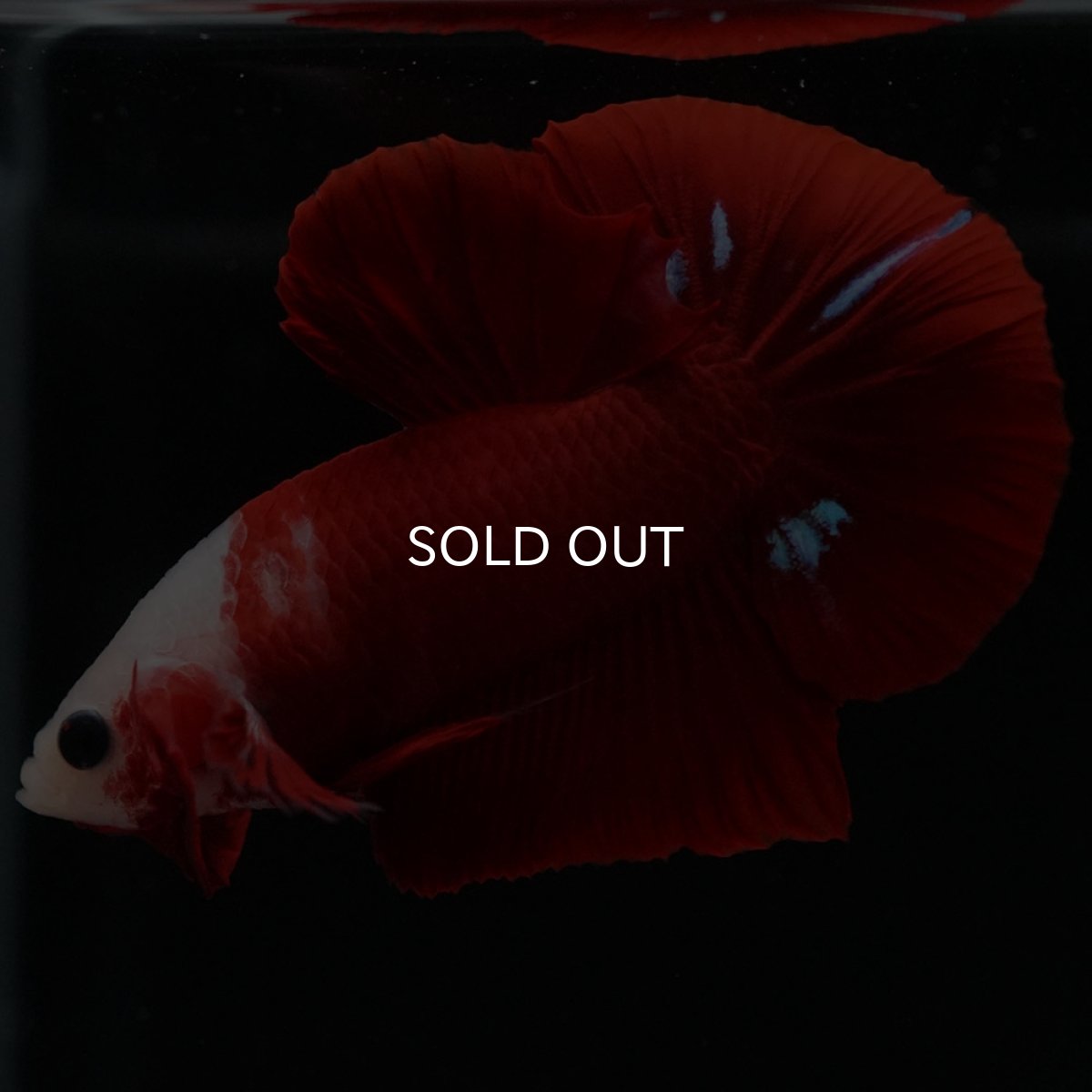 画像4: HMPK 紅白 (4)