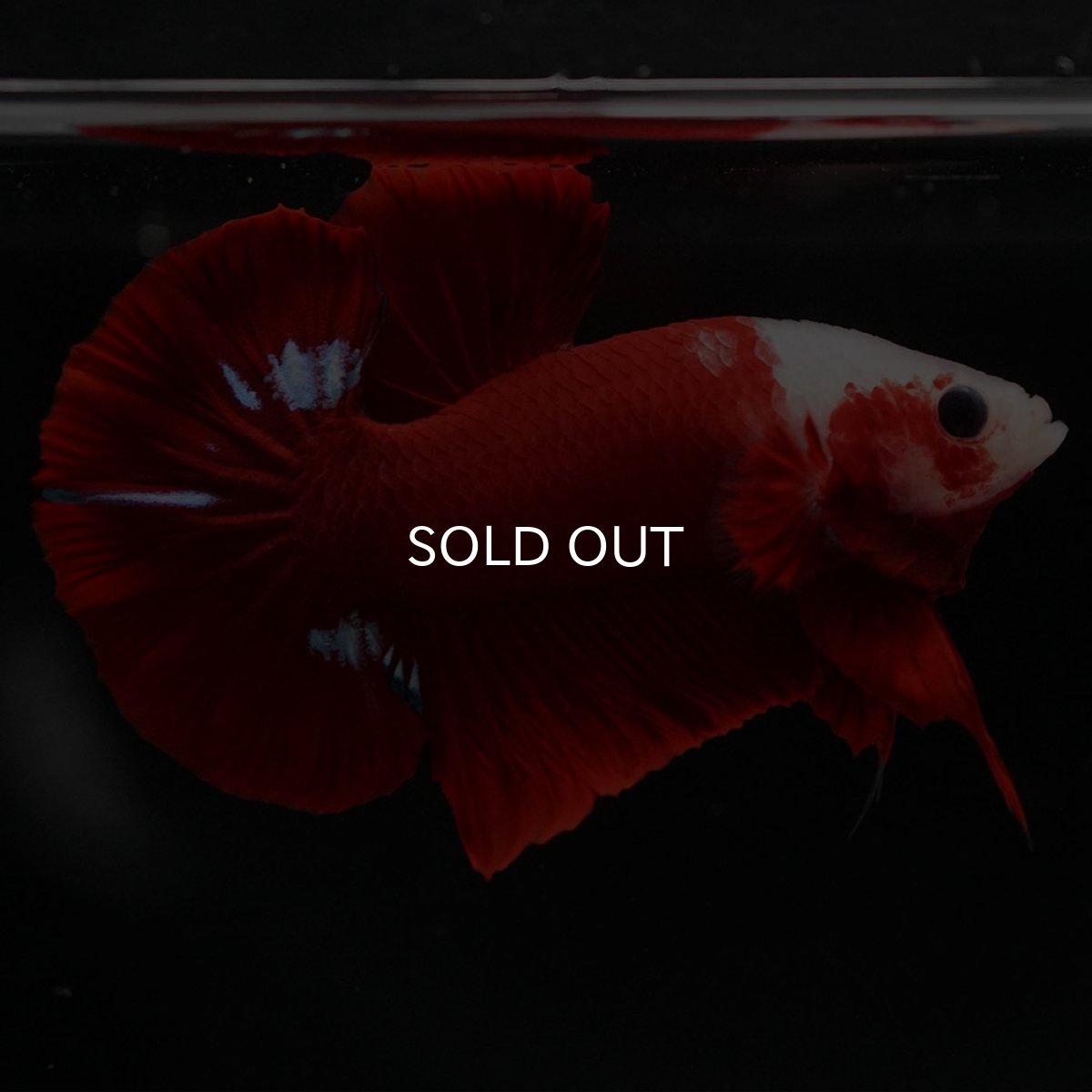 画像3: HMPK 紅白 (3)