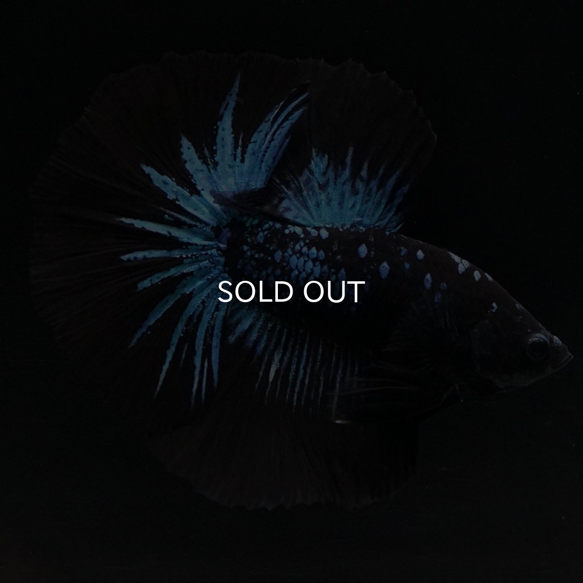 画像6: HM ブルーブラック (6)