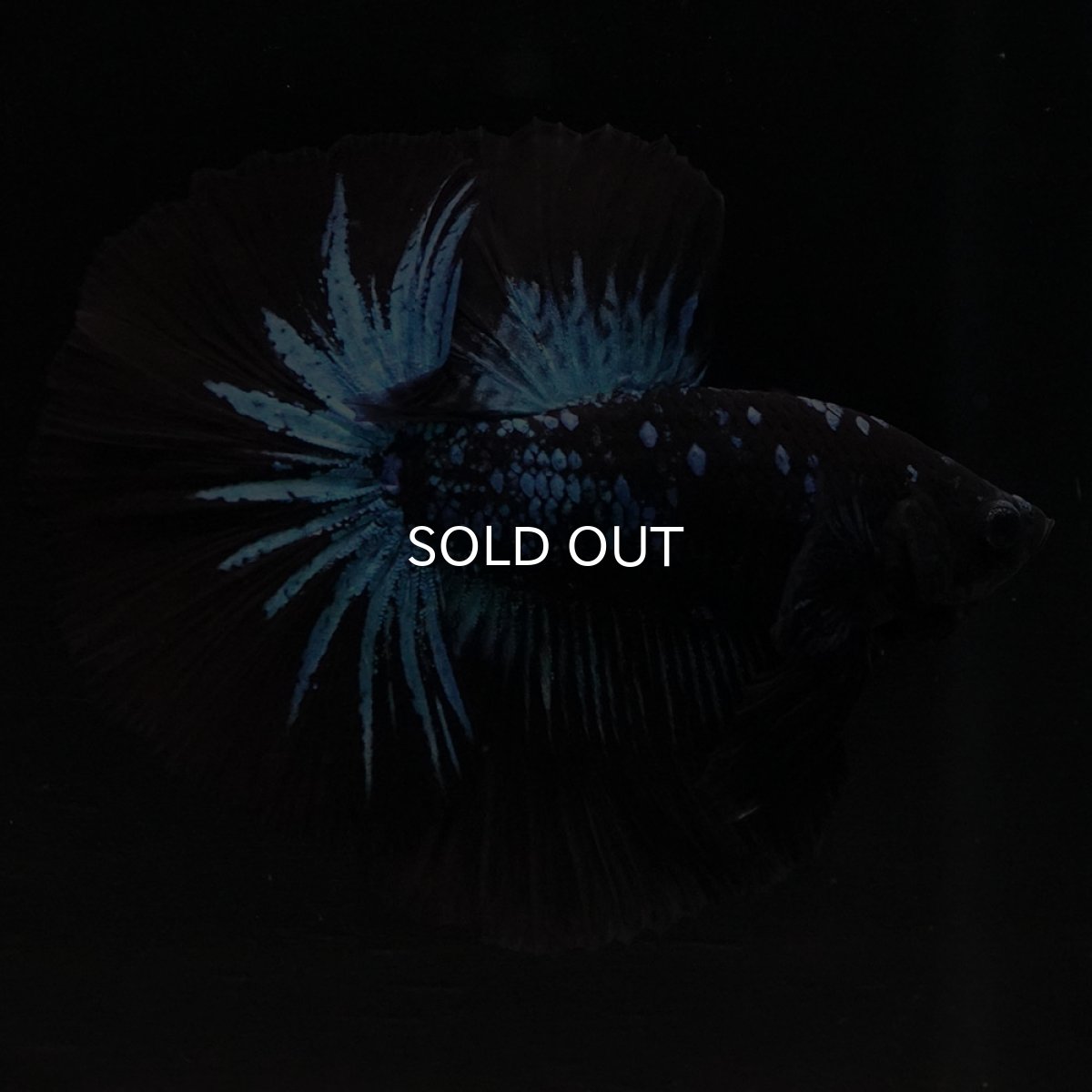 画像4: HM ブルーブラック (4)