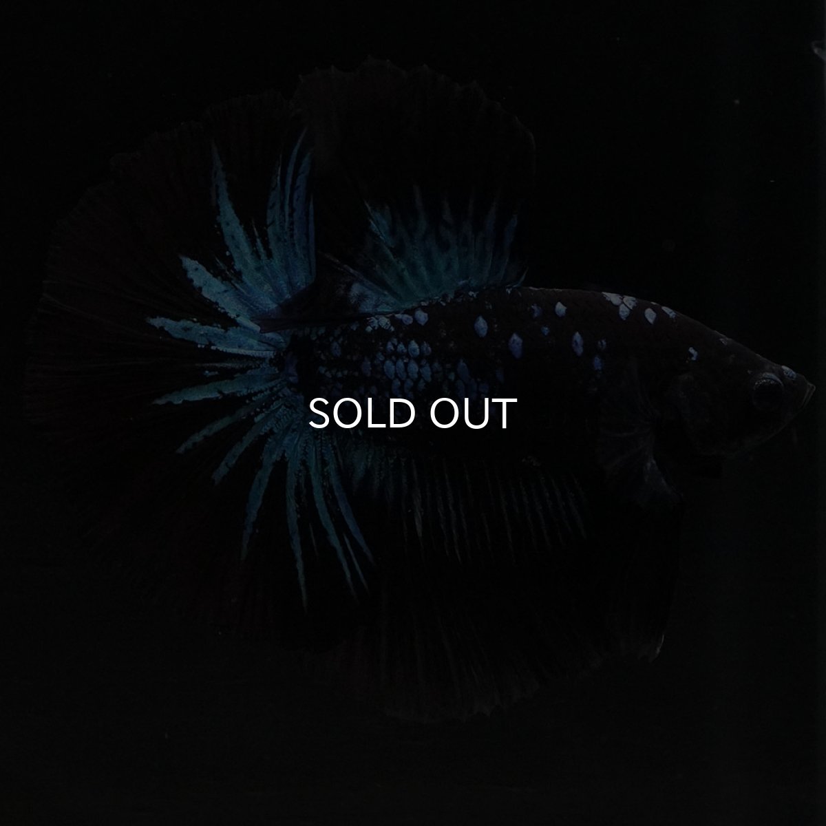 画像2: HM ブルーブラック (2)