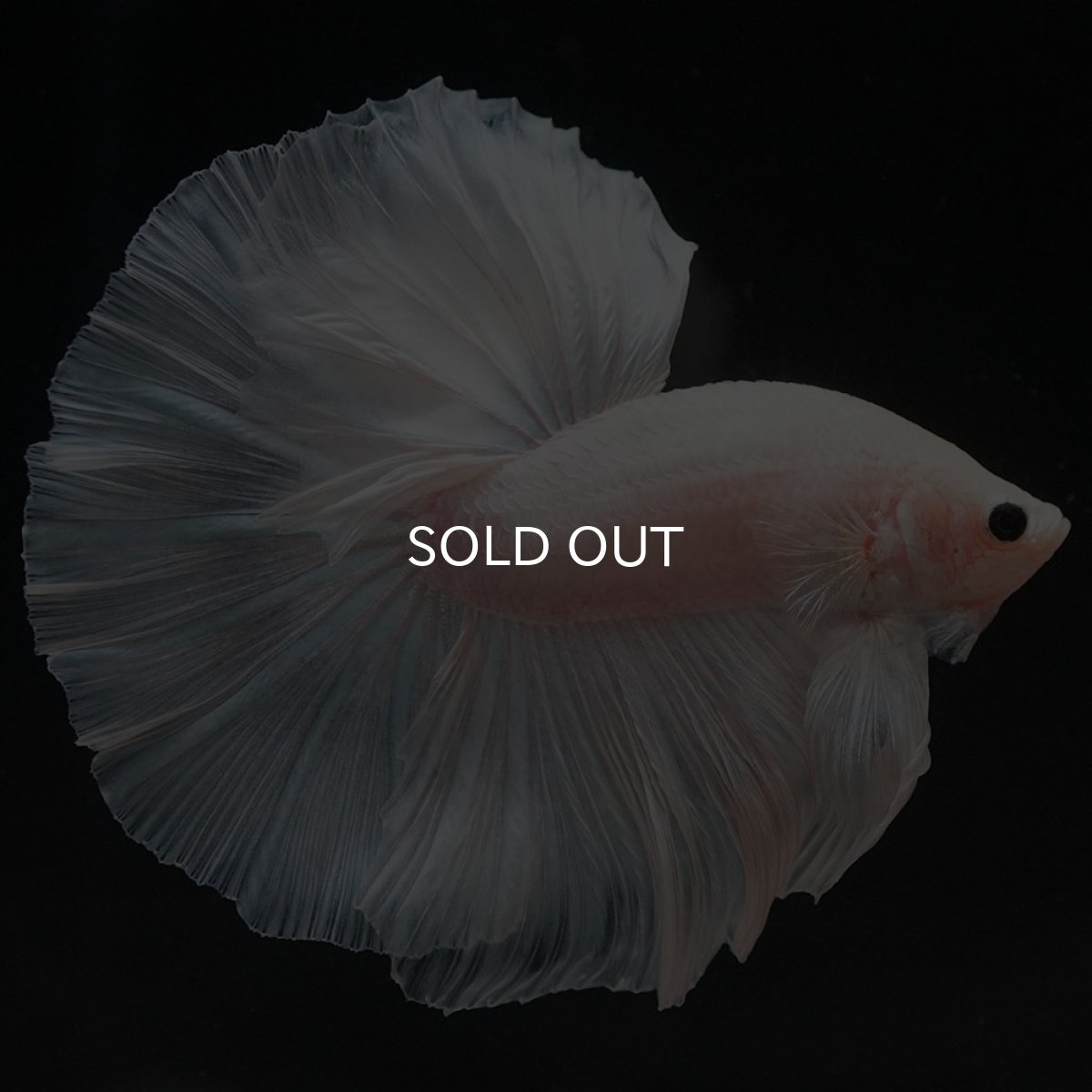 画像8: HM　ホワイトファンシー (8)