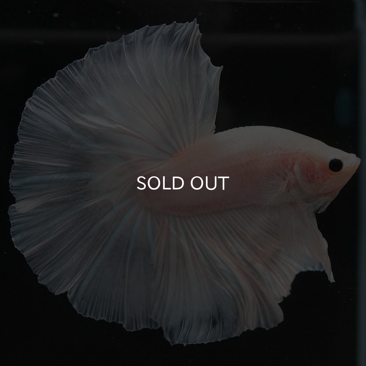 画像10: HM　ホワイトファンシー (10)