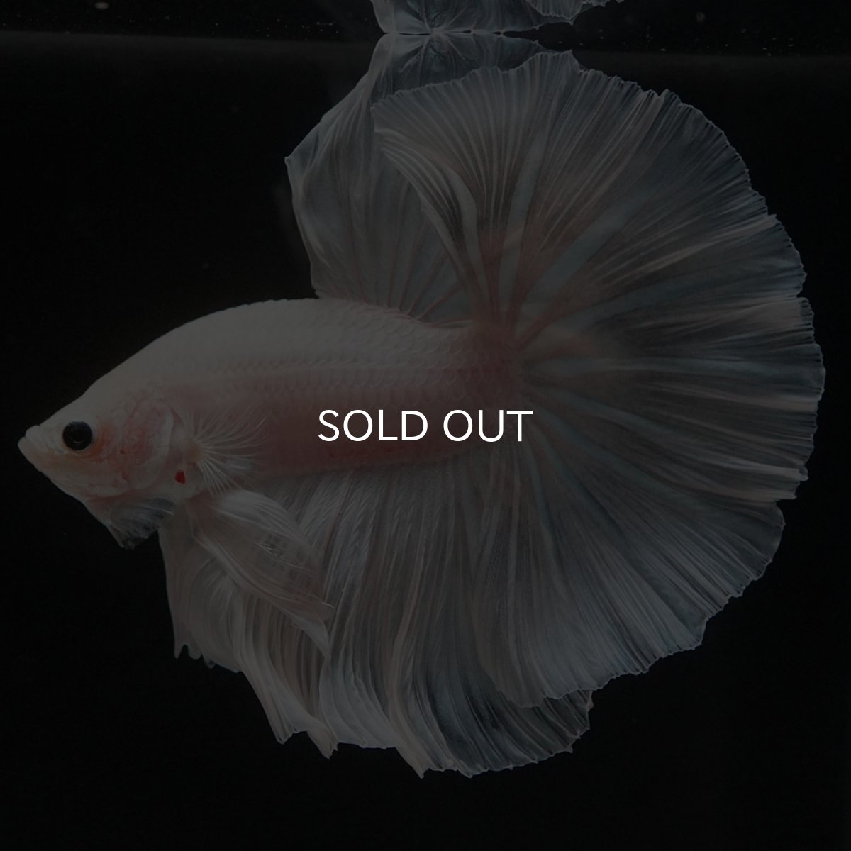 画像9: HM　ホワイトファンシー (9)