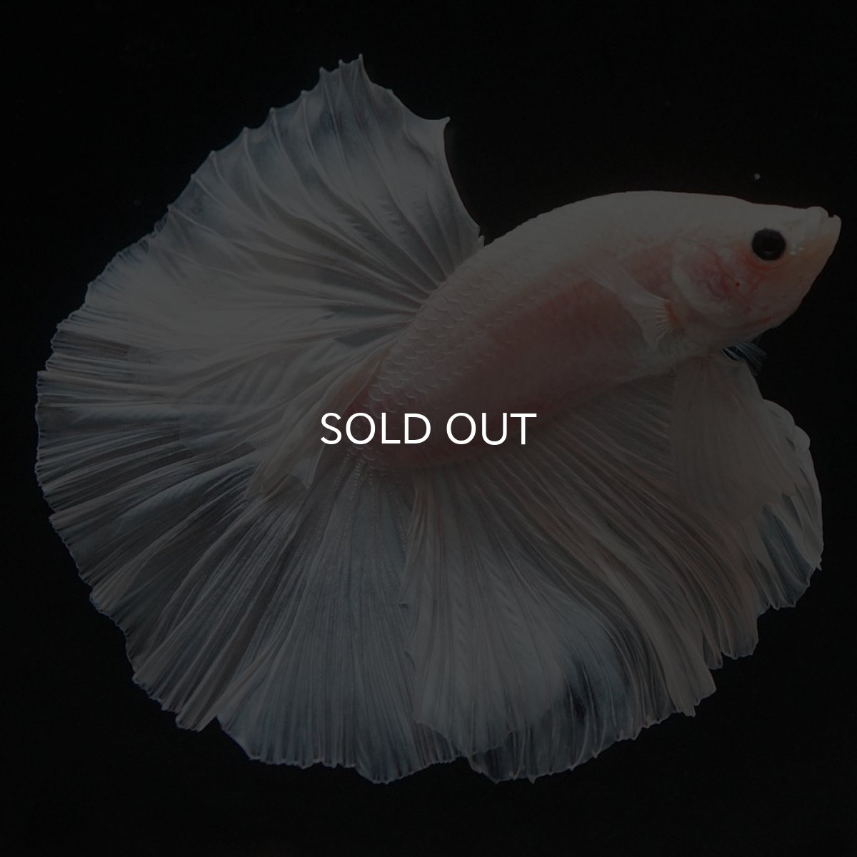 画像4: HM　ホワイトファンシー (4)