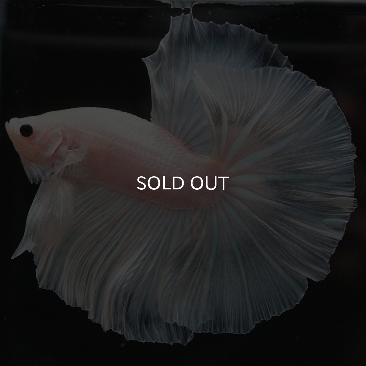 画像2: HM　ホワイトファンシー (2)