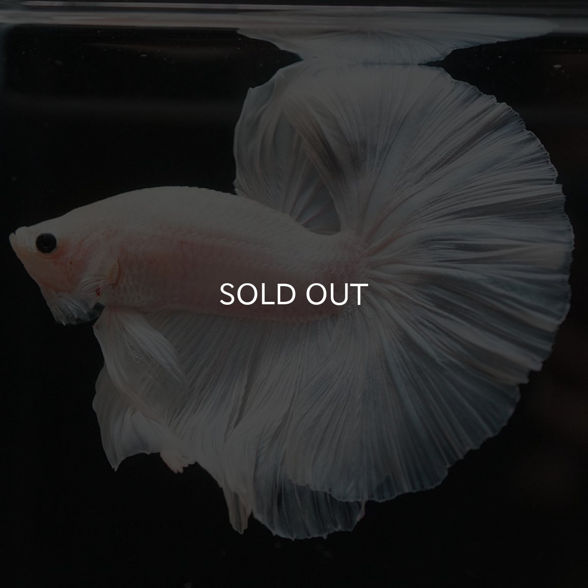 画像7: HM　ホワイトファンシー (7)