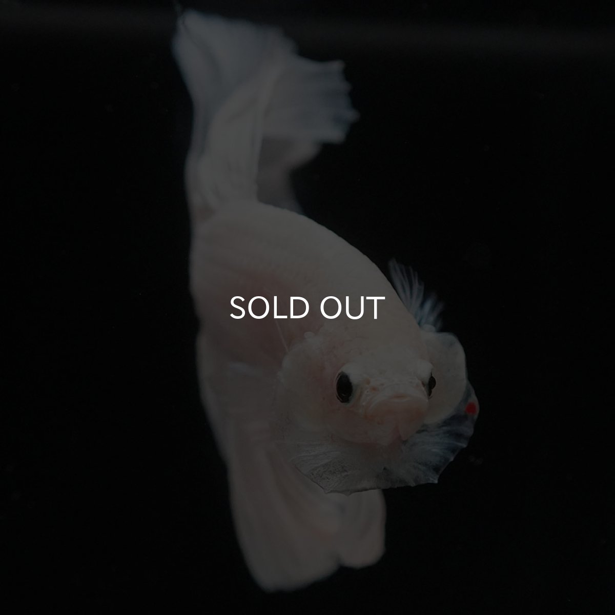 画像3: HM　ホワイトファンシー (3)