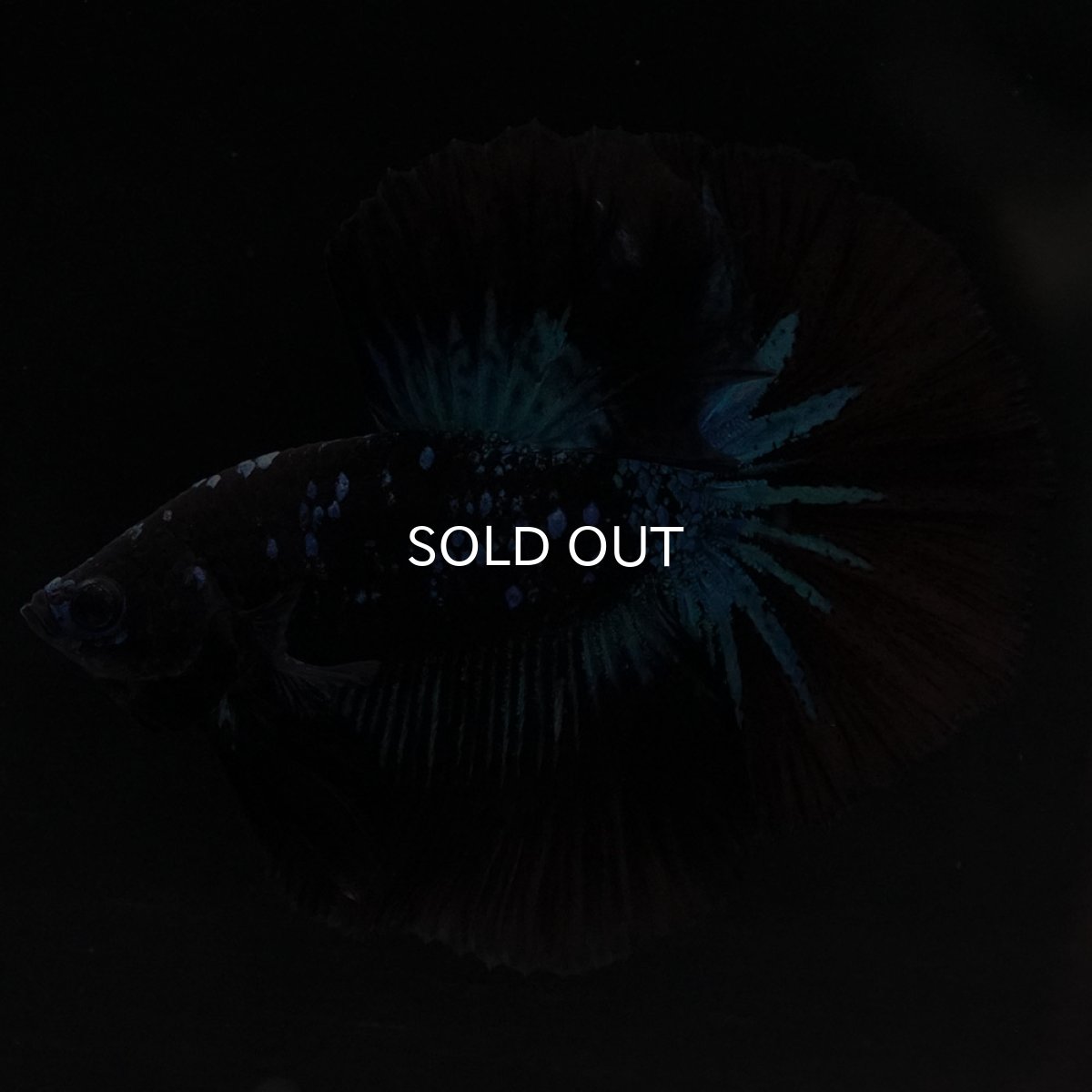 画像5: HM ブルーブラック (5)