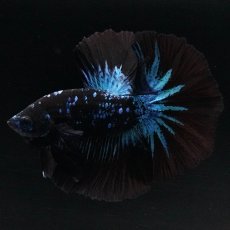 画像1: HM　ブルーブラック (1)