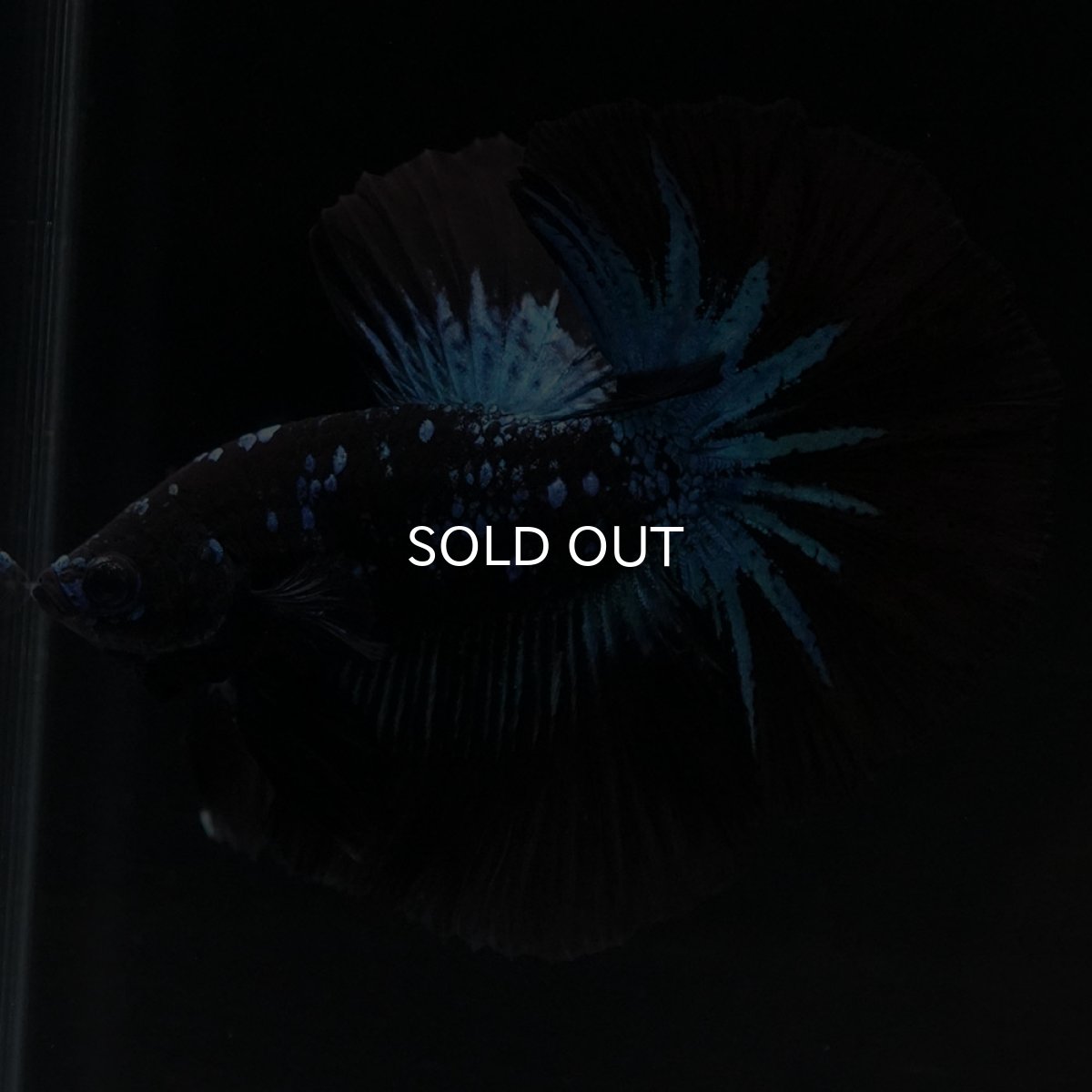 画像3: HM ブルーブラック (3)