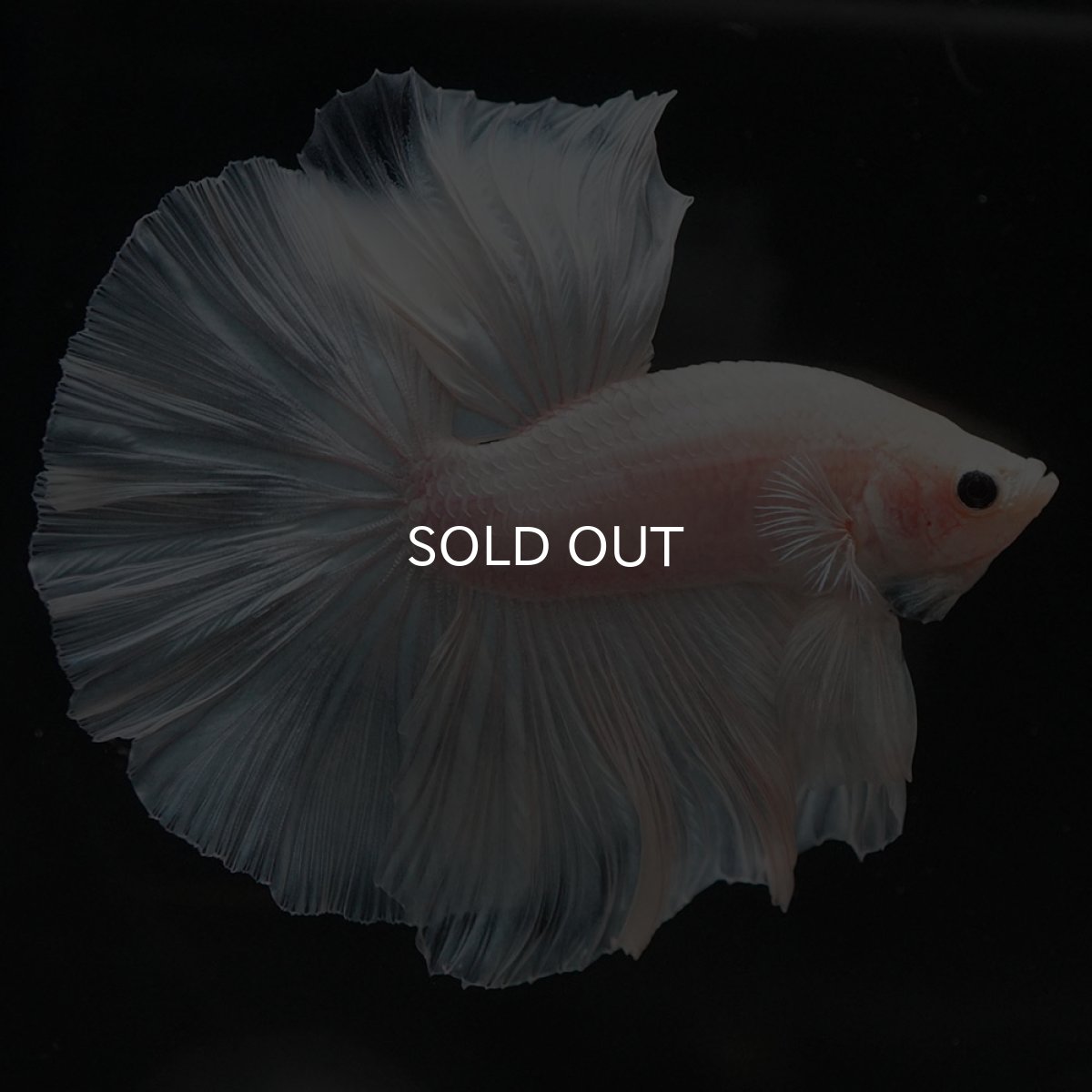 画像6: HM　ホワイトファンシー (6)