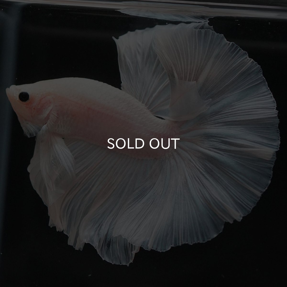 画像5: HM　ホワイトファンシー (5)