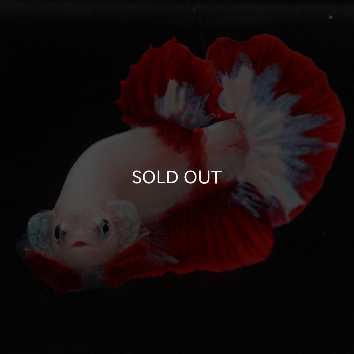 画像3: HMPK 紅白 (3)