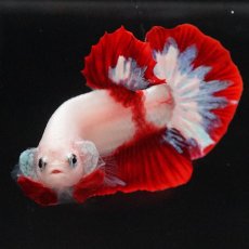 画像3: HMPK　紅白 (3)