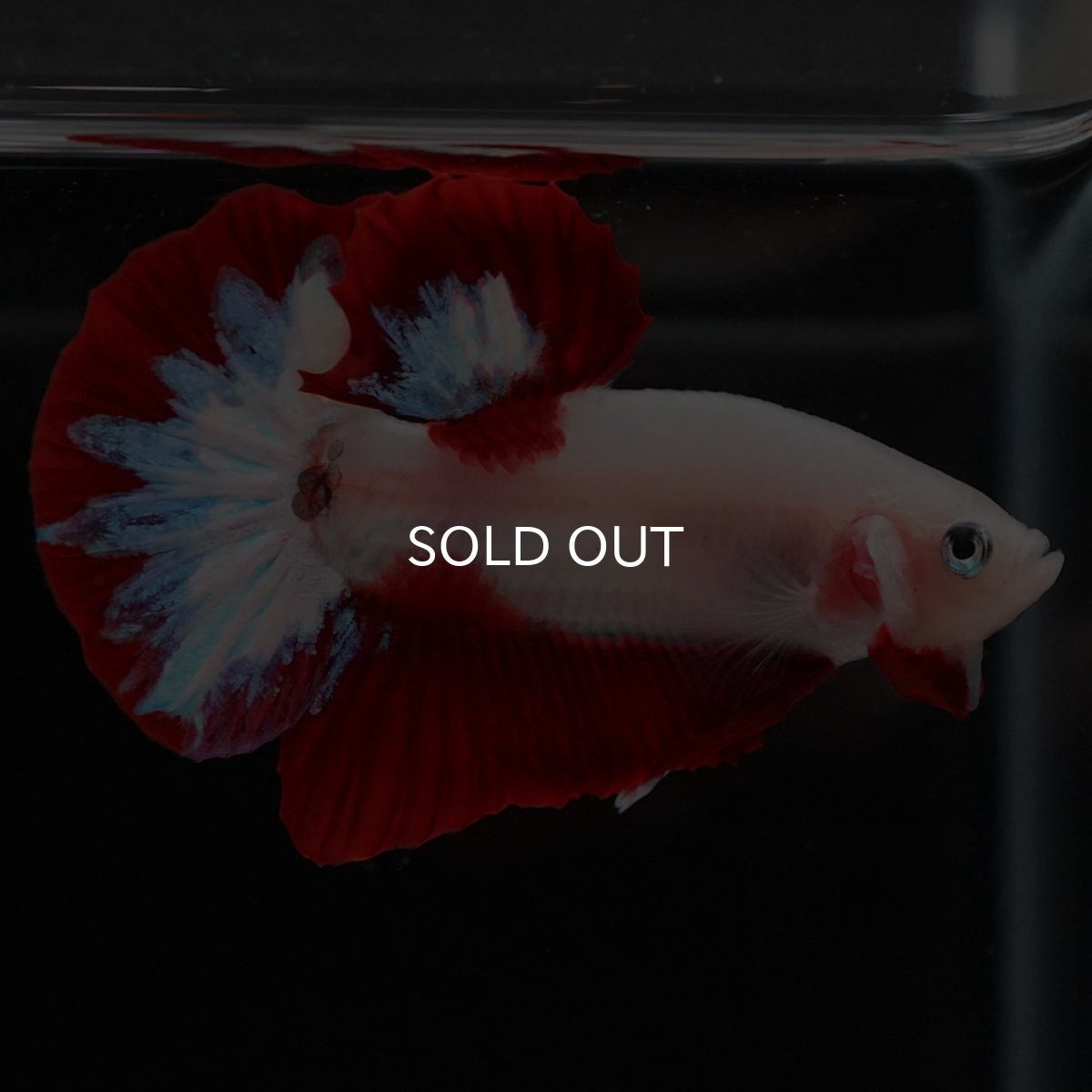 画像9: HMPK 紅白 (9)