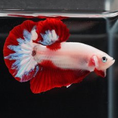 画像9: HMPK　紅白 (9)