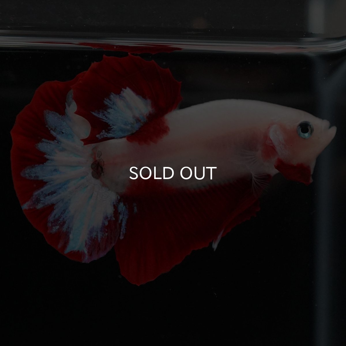 画像7: HMPK 紅白 (7)