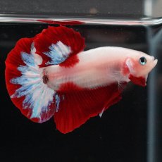画像7: HMPK　紅白 (7)