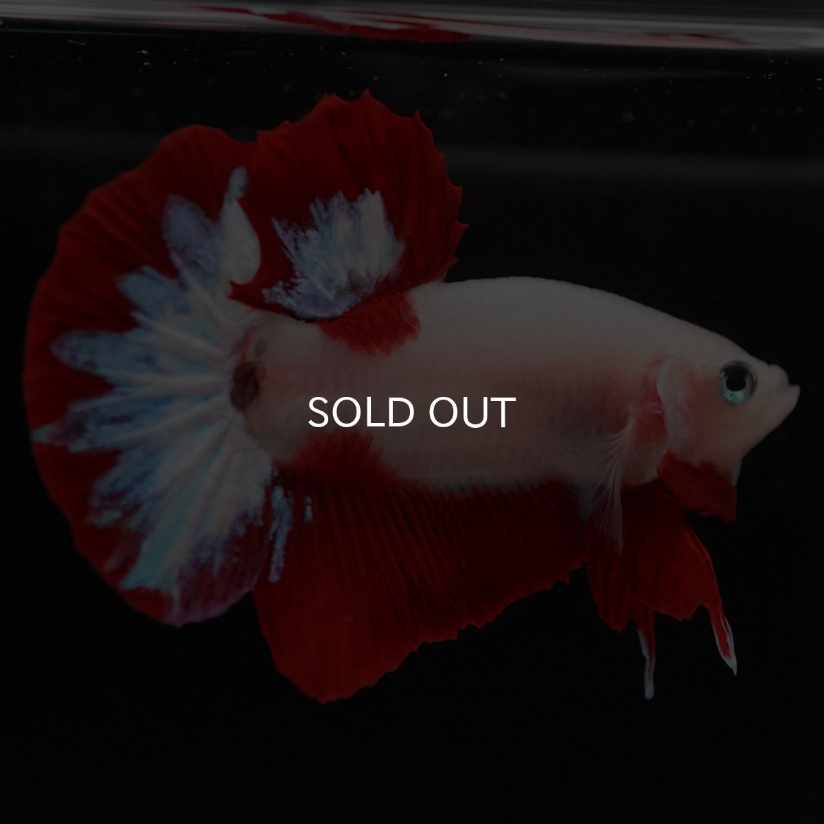 画像5: HMPK 紅白 (5)