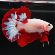 画像5: HMPK　紅白 (5)