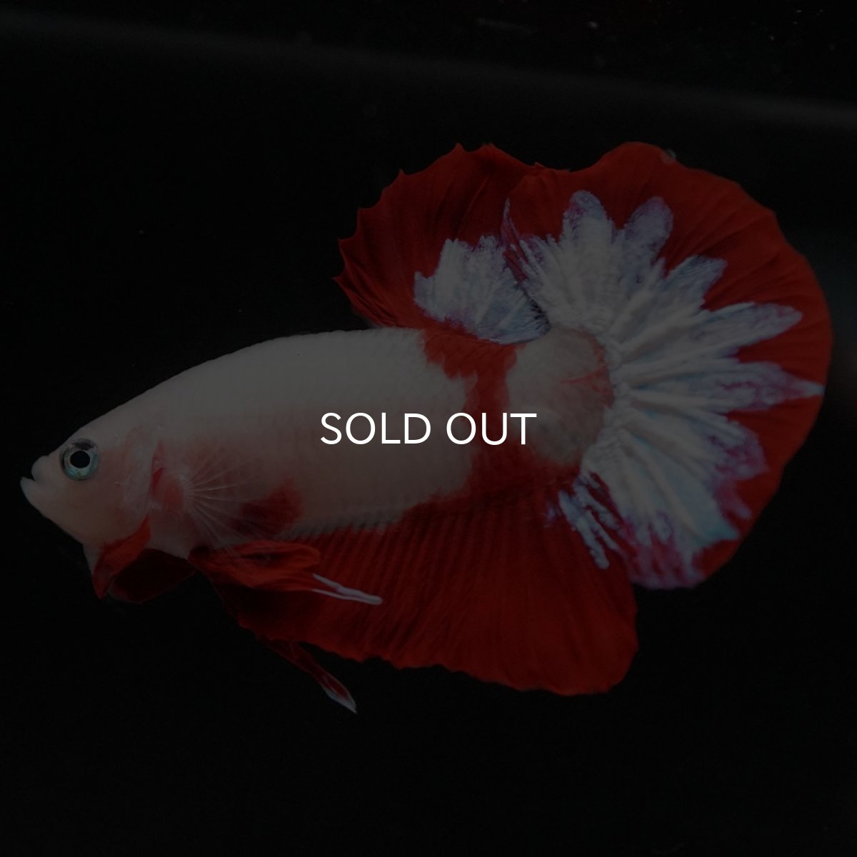 画像4: HMPK 紅白 (4)