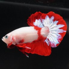 画像4: HMPK　紅白 (4)
