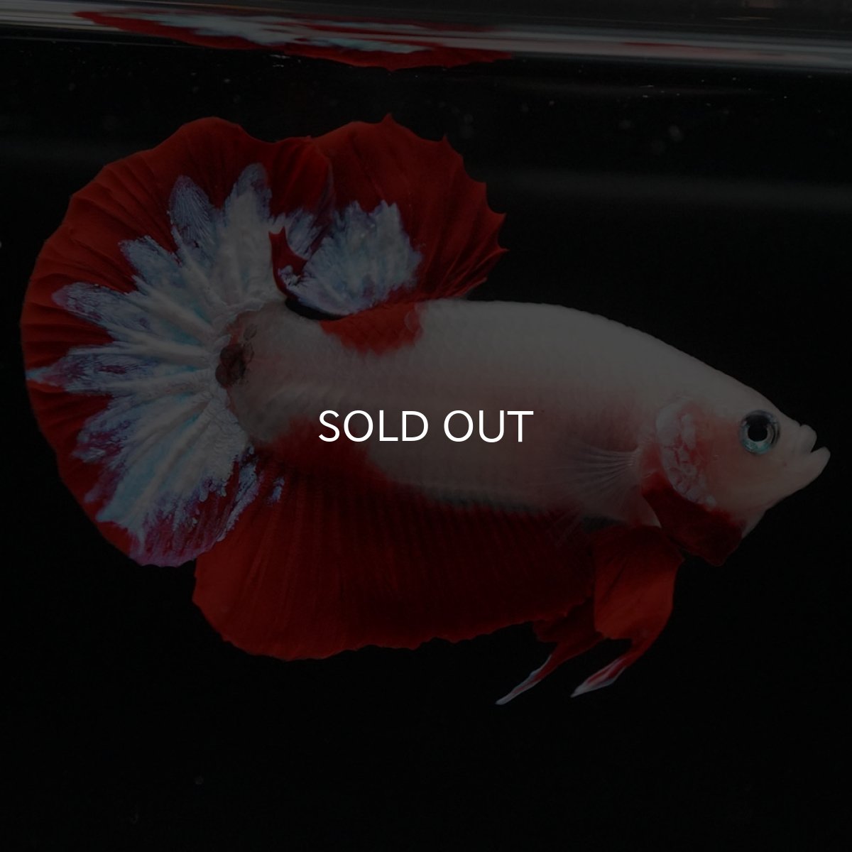 画像2: HMPK 紅白 (2)