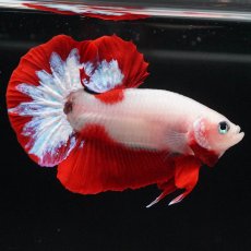 画像2: HMPK　紅白 (2)