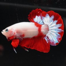 画像1: HMPK　紅白 (1)