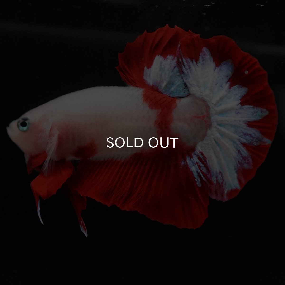 画像6: HMPK 紅白 (6)