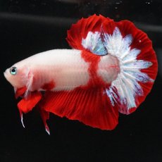 画像6: HMPK　紅白 (6)