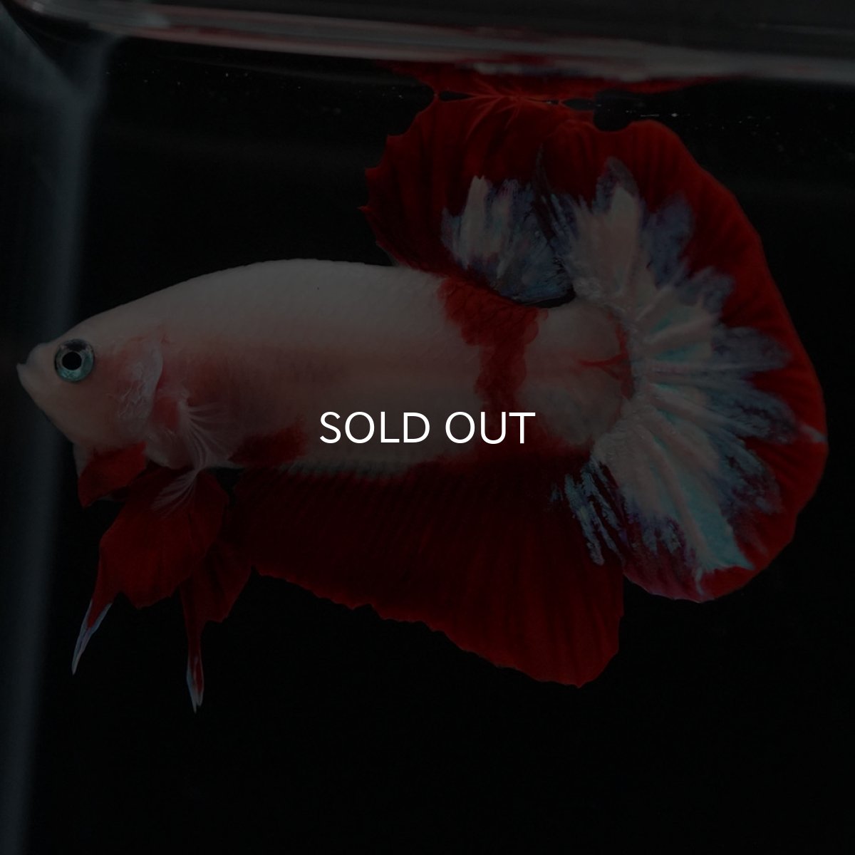 画像8: HMPK 紅白 (8)