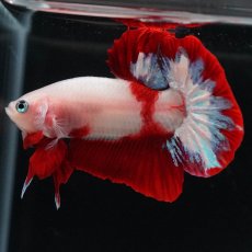画像8: HMPK　紅白 (8)