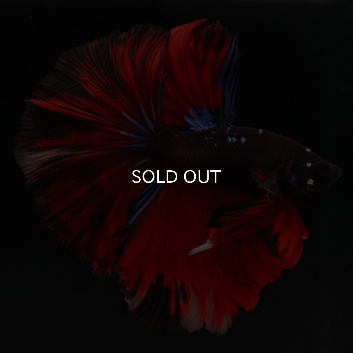 画像8: HM ブラックキャンディ 変わり柄 (8)