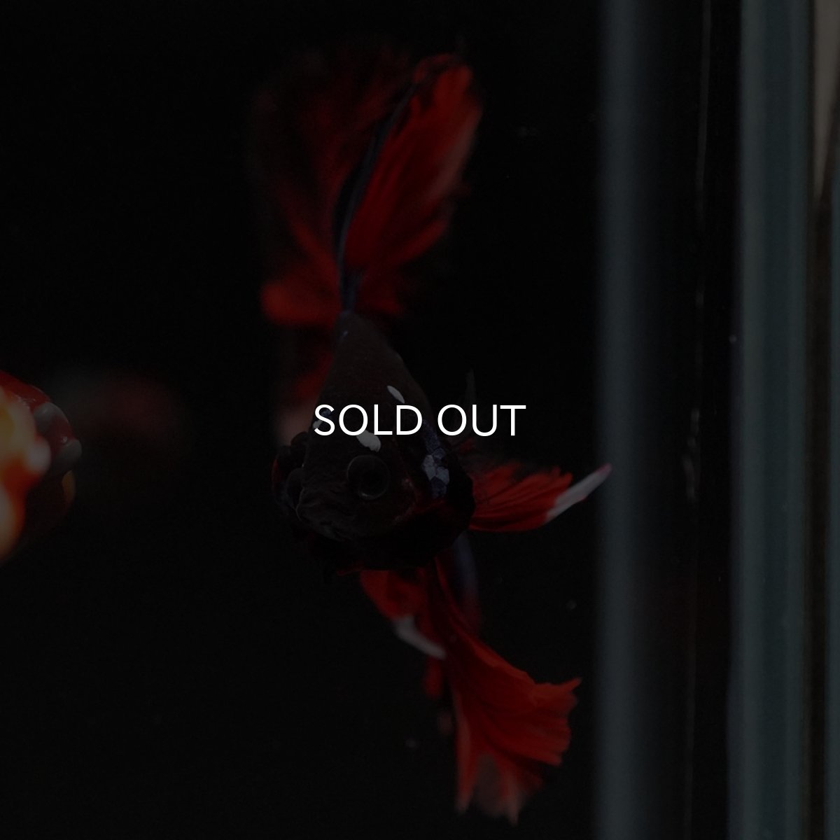 画像3: HM ブラックキャンディ 変わり柄 (3)