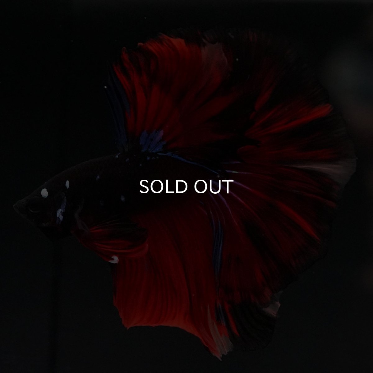 画像9: HM ブラックキャンディ 変わり柄 (9)