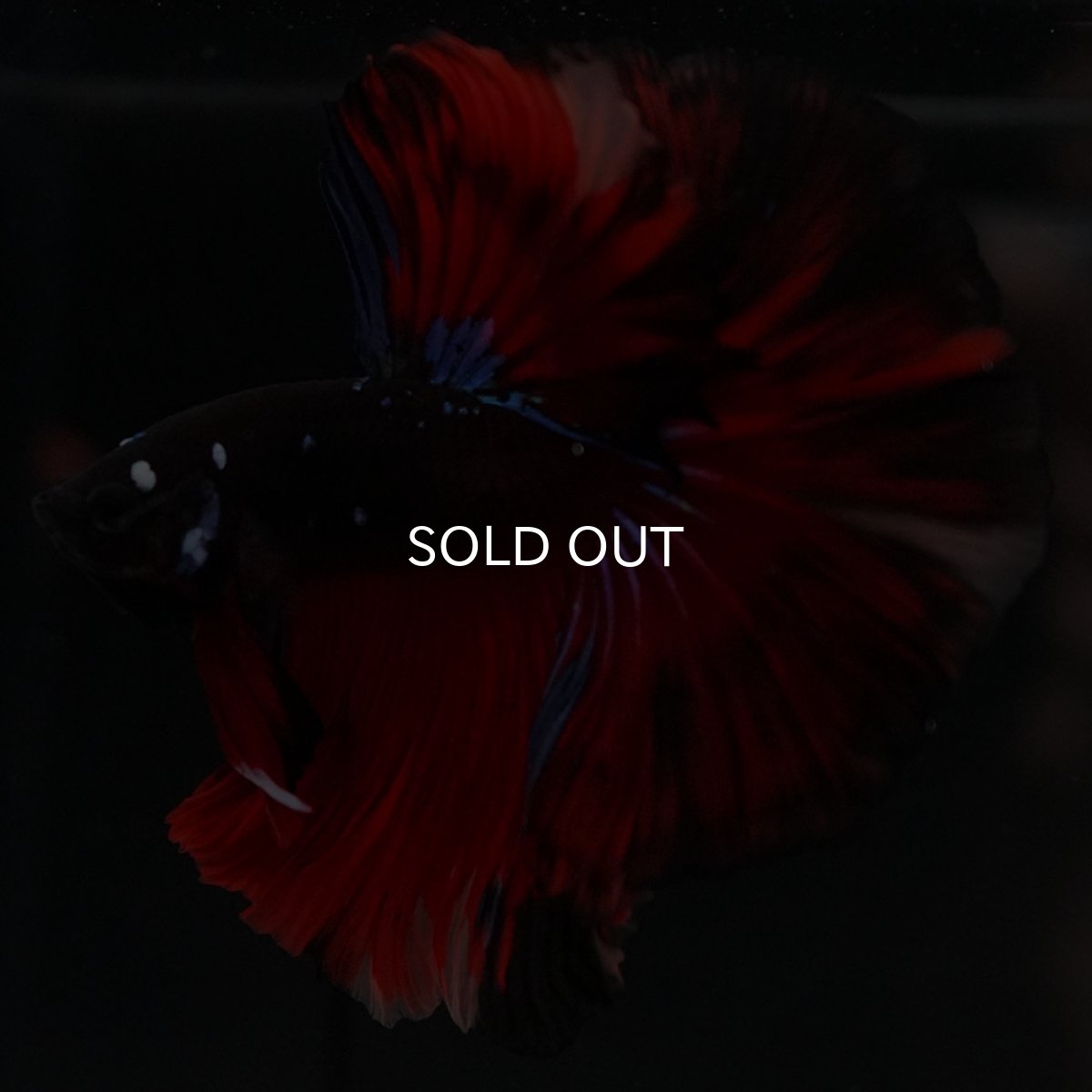 画像7: HM ブラックキャンディ 変わり柄 (7)