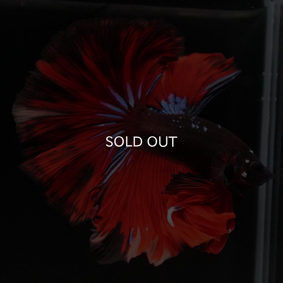 画像4: HM ブラックキャンディ 変わり柄 (4)